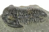 Detailed Gerastos Trilobite Fossil - Morocco #377246-2